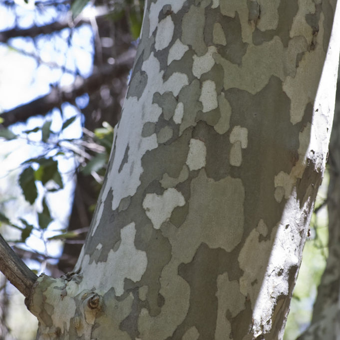 American sycamore bark