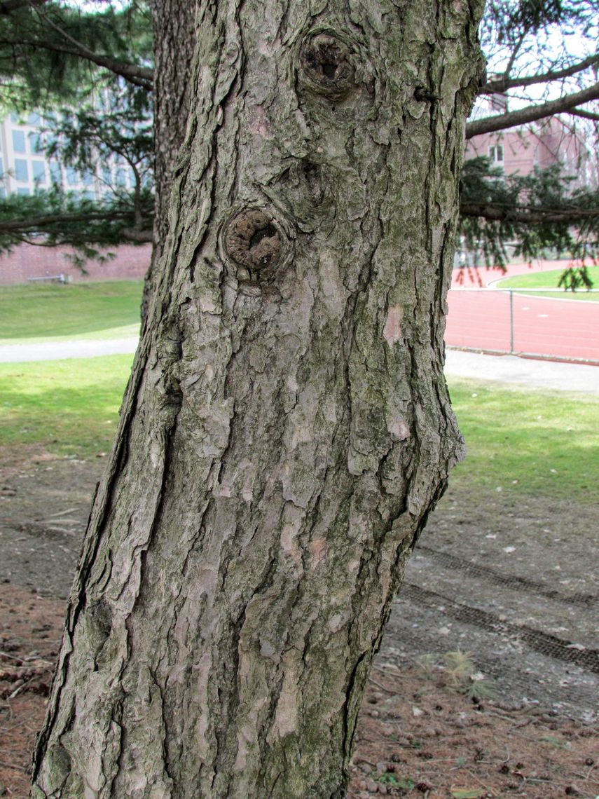 Carolina Hemlock bark