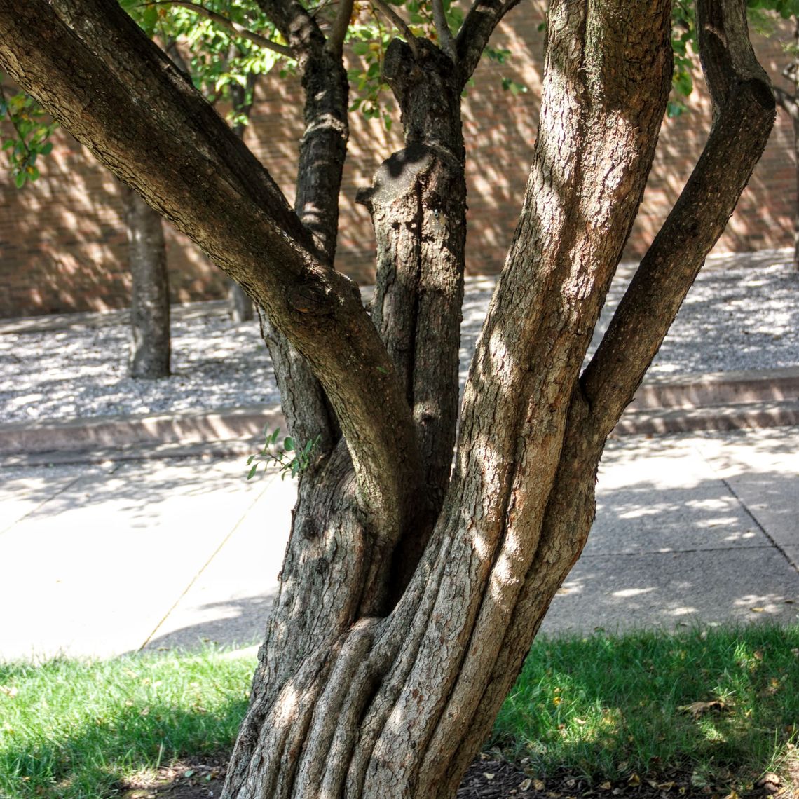 smoketree tree bark