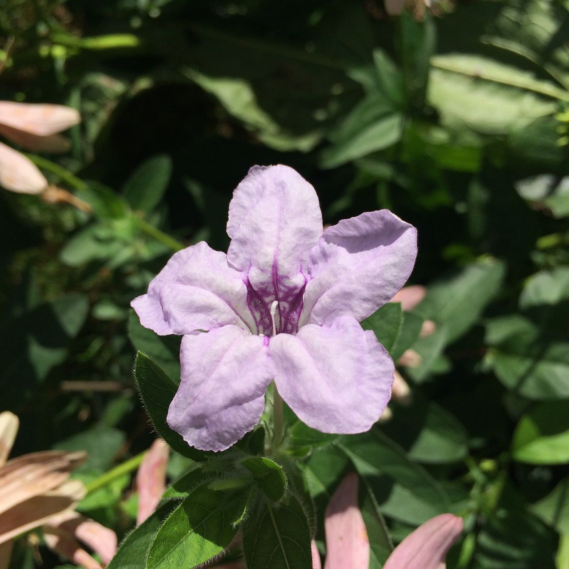 Brooks Native Pollinator Garden