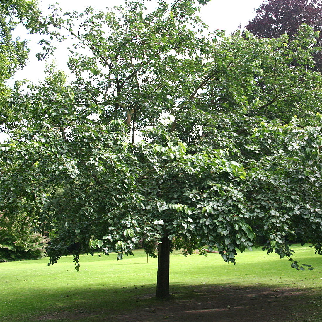white mulberry tree