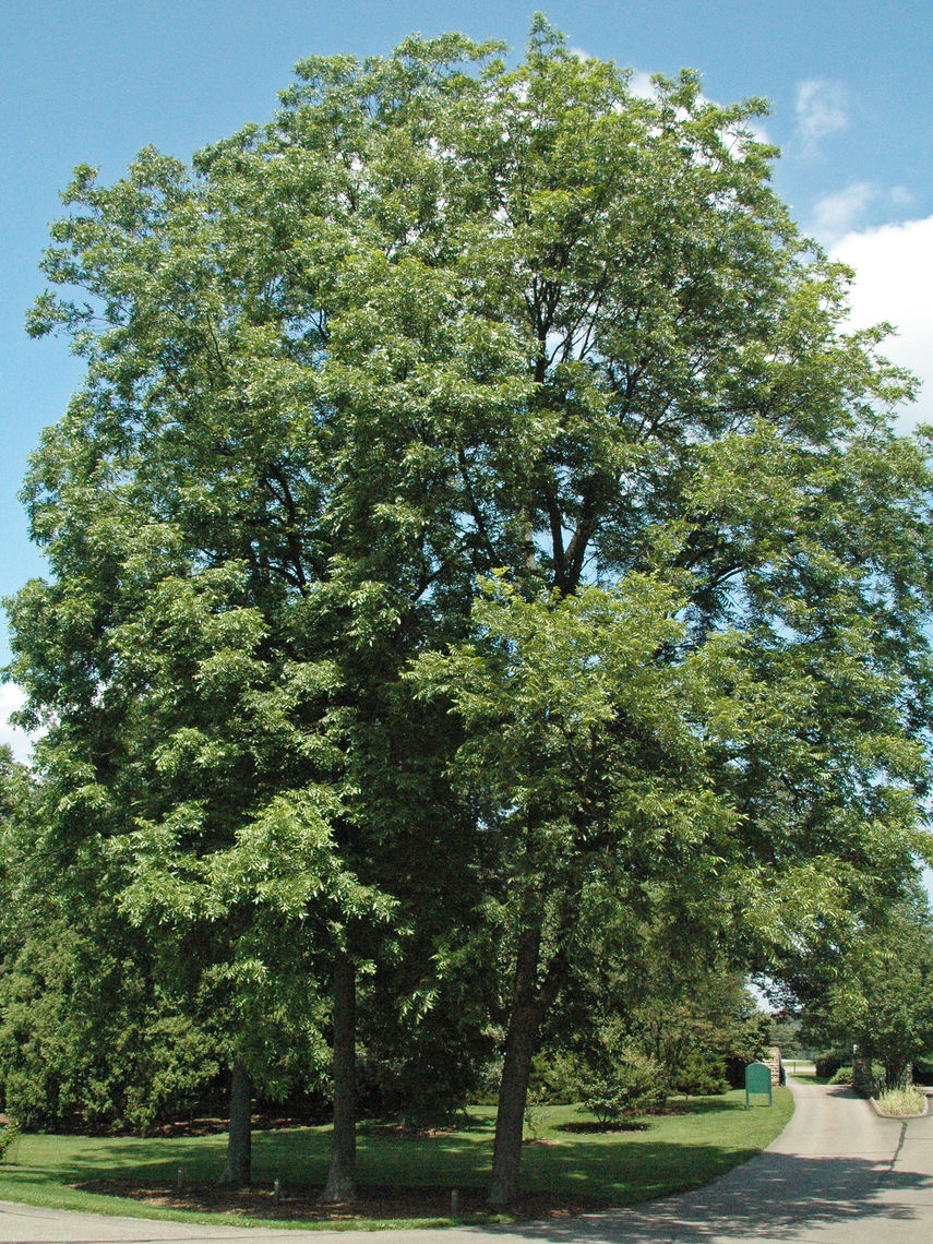 pecan tree