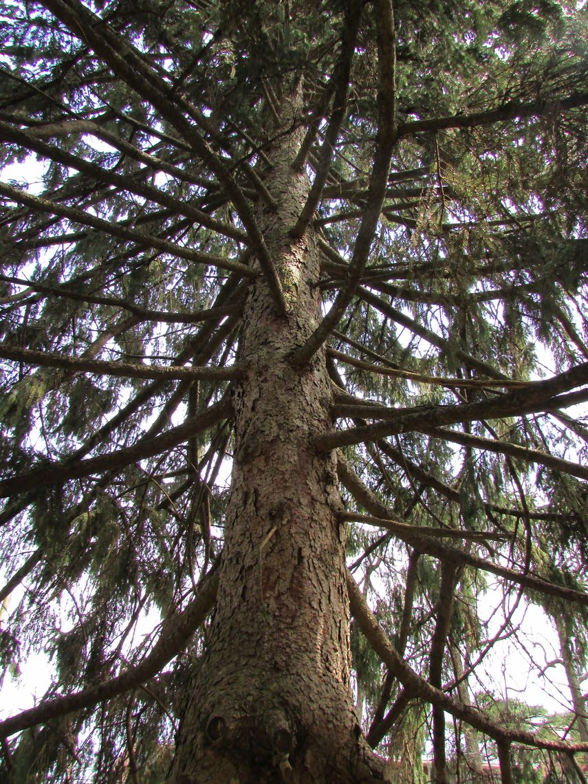 Norway Spruce