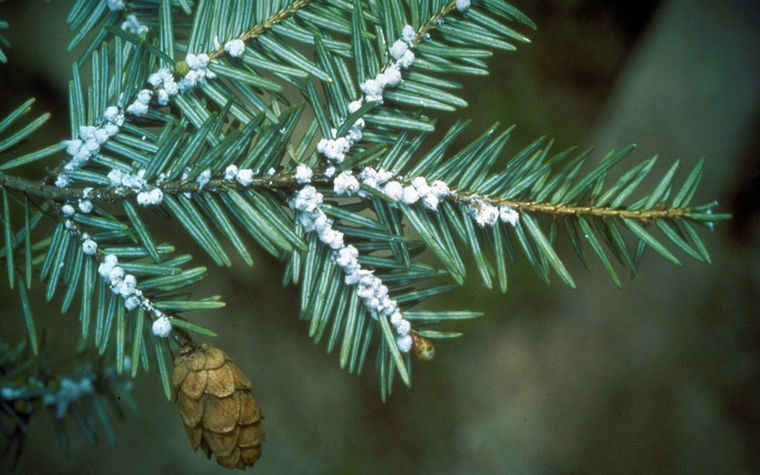 Hemlock Woolly Adelgid Image