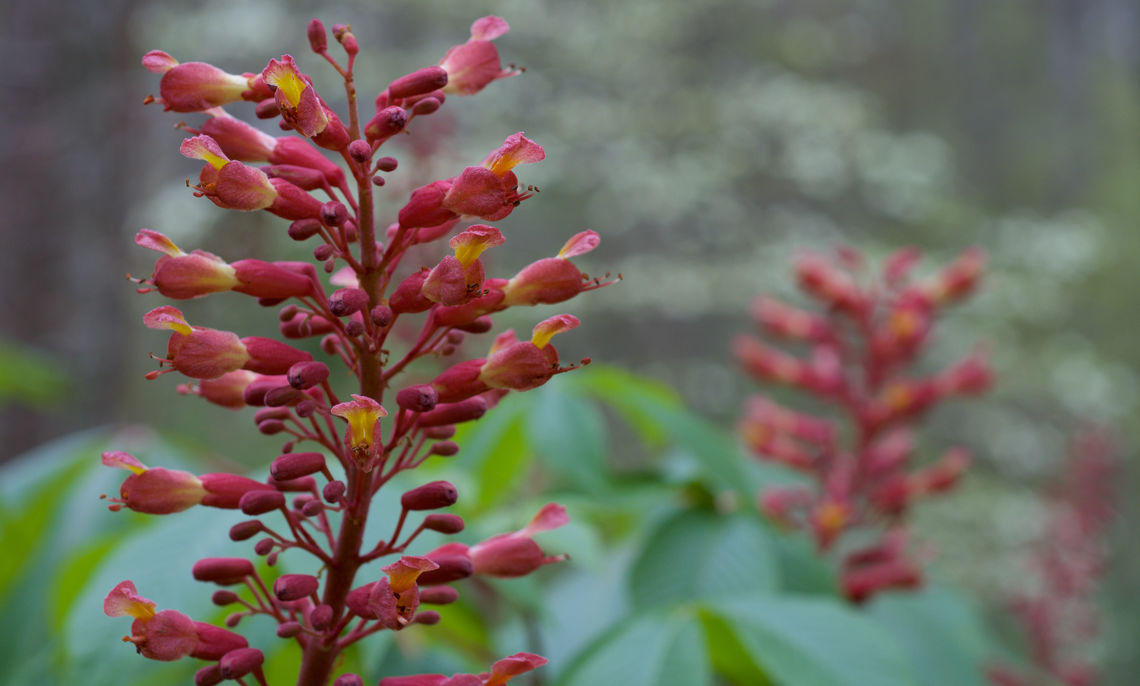 Red Buckeye Flowers