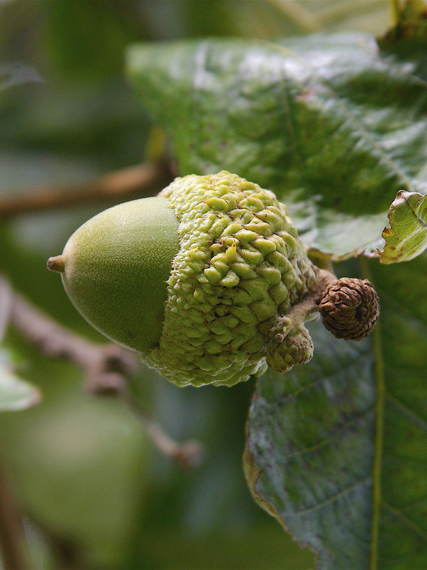 Chinkapin Oak acorn