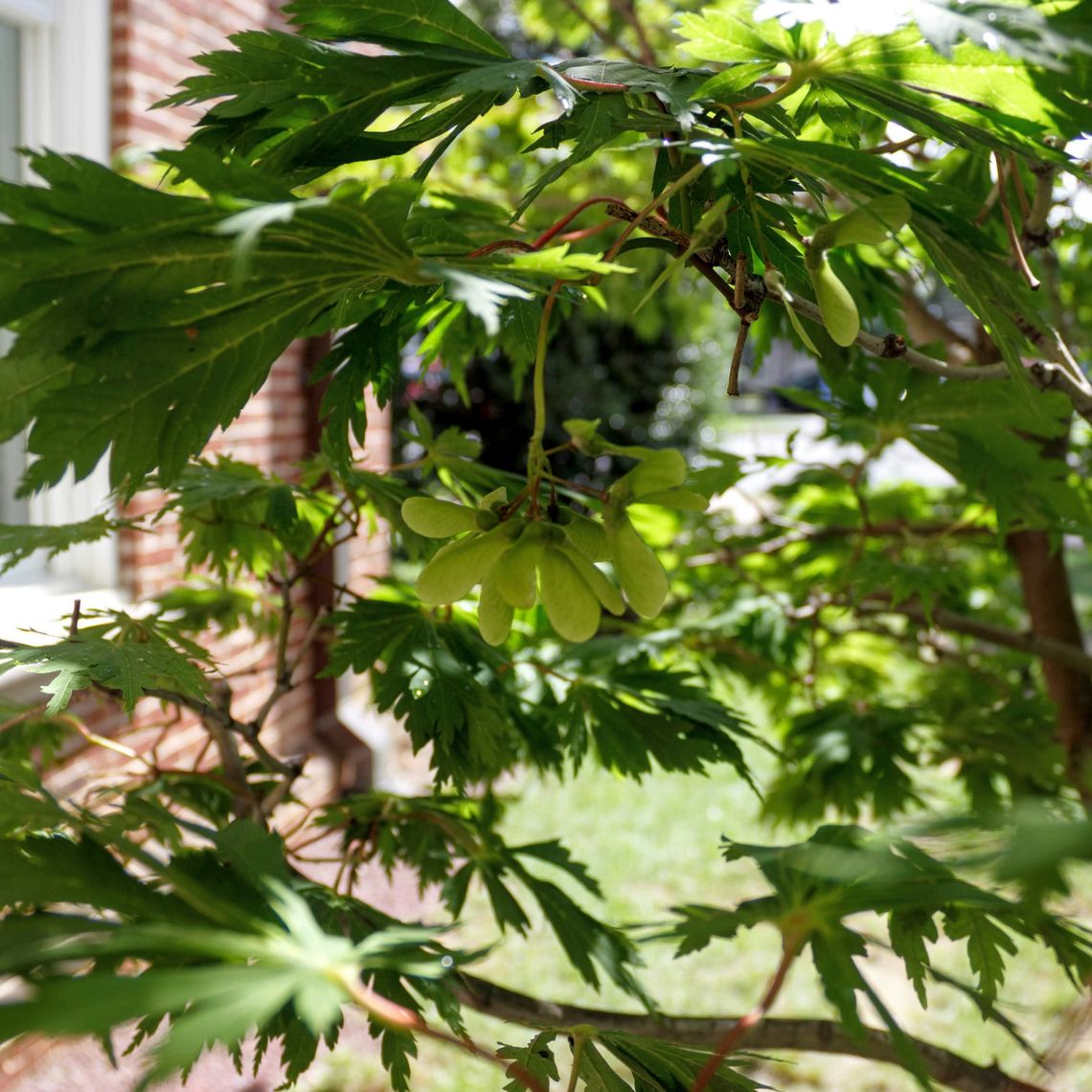 Japanese Maple Seeds