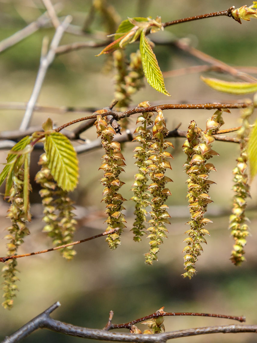 American hornbeam catkins