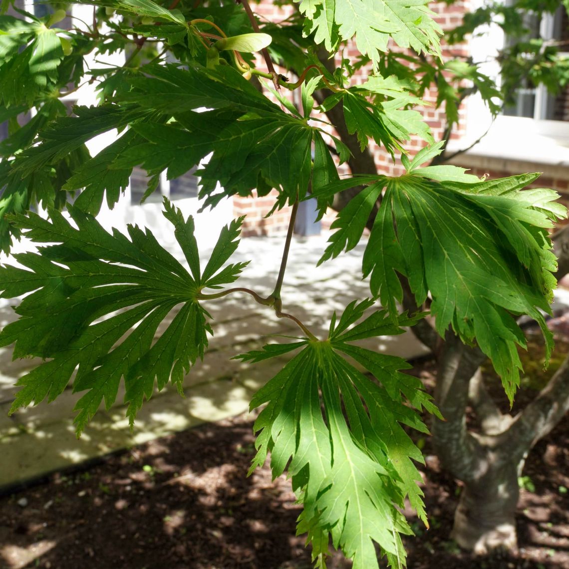 Japanese Maple Leaves