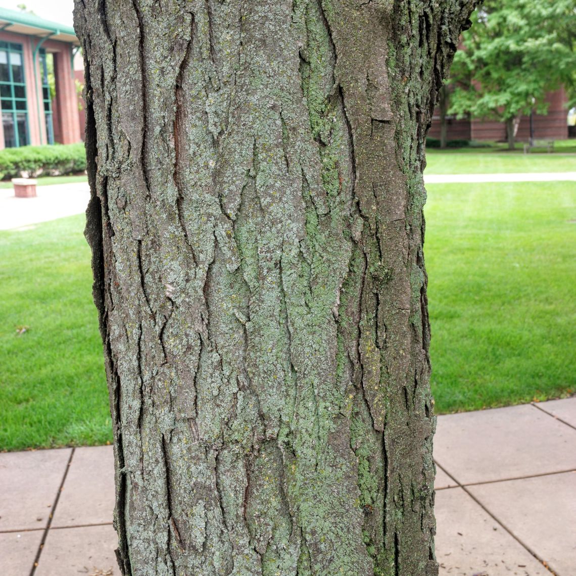 Thornless Common Honey Locust  Bark