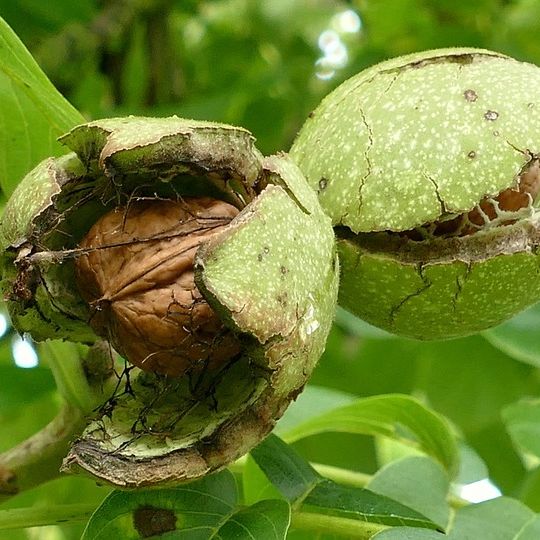 Japanese Walnut fruit