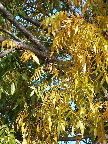 Pecan fall yellow leaves
