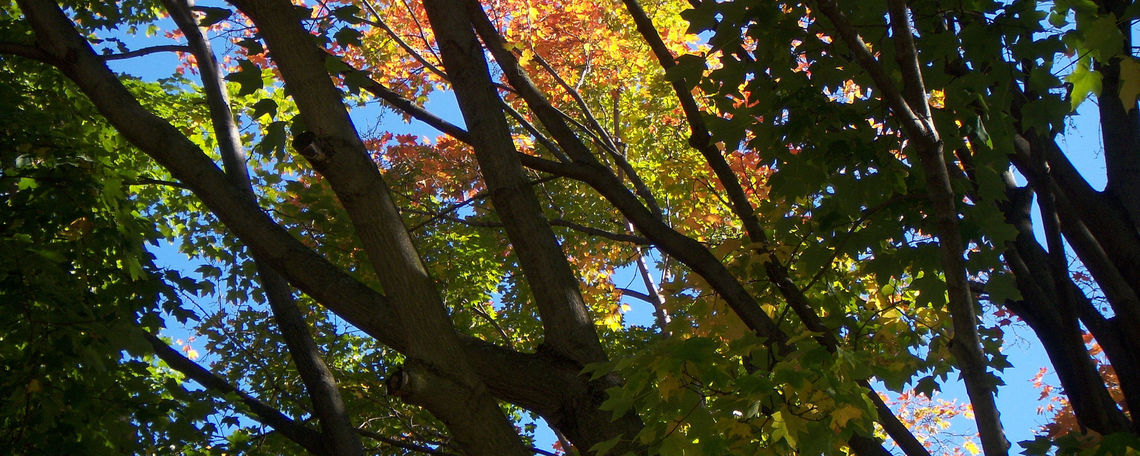 Campus Colors