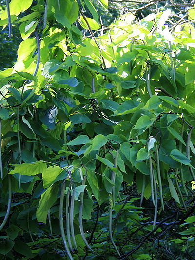 Northern Catalpa Seed Pods