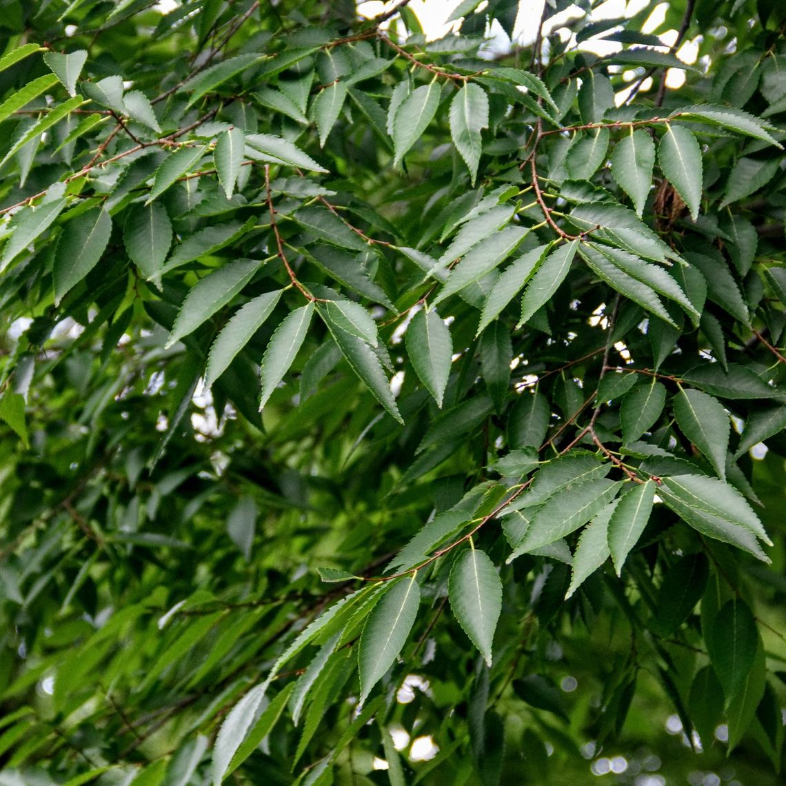 Japanese Zelkova