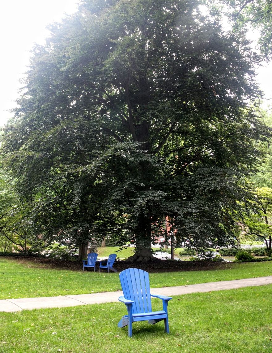 European Beech Tree