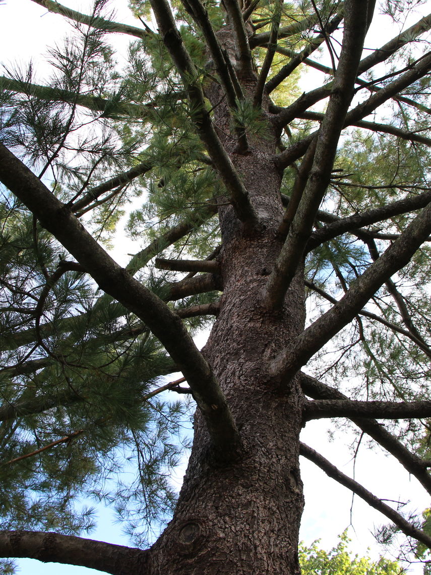 Eastern White Pine