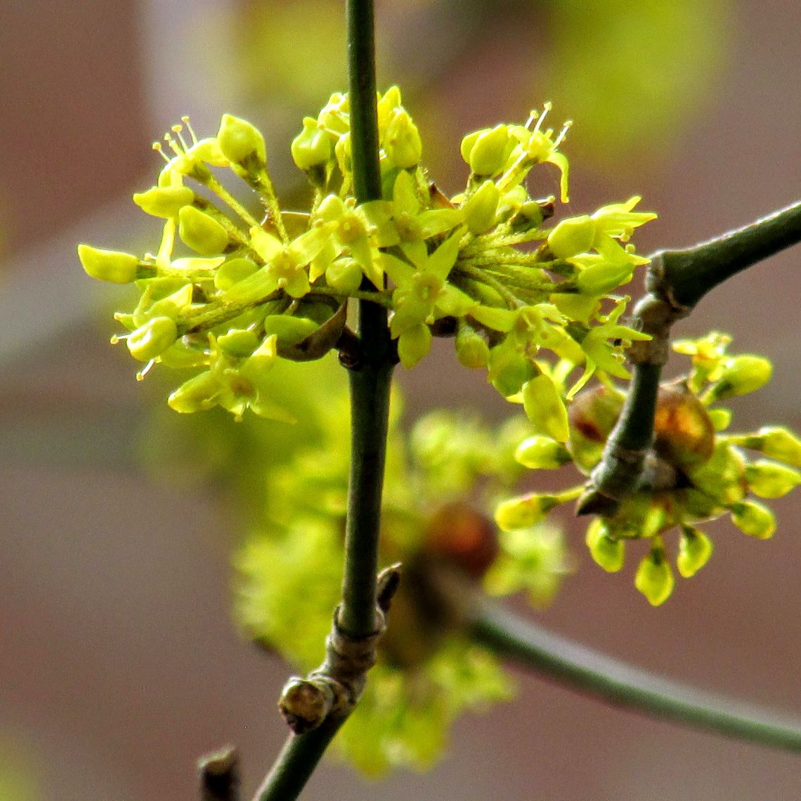 Cornelian Cherry Dogwood Flowers