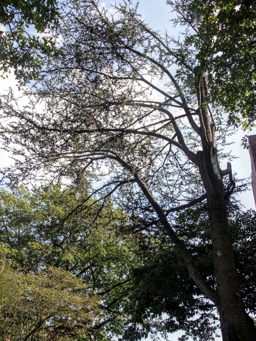 Atlas Cedar Tree