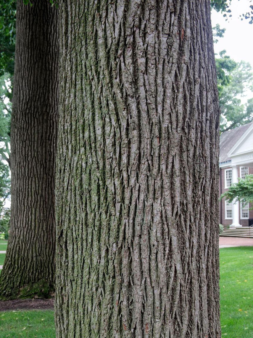 American Linden Bark