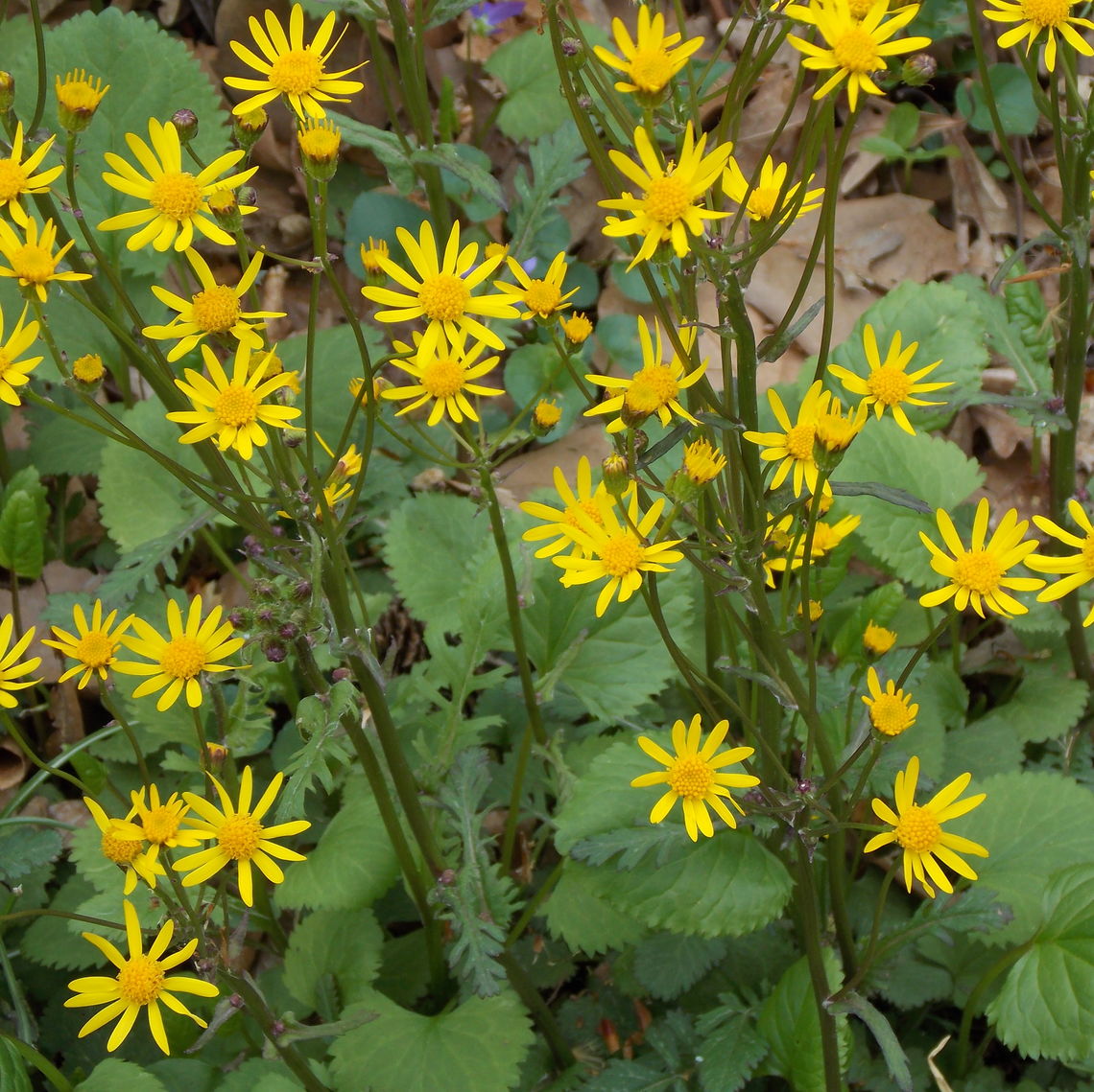 from pollinator gardens in front of sustainability center