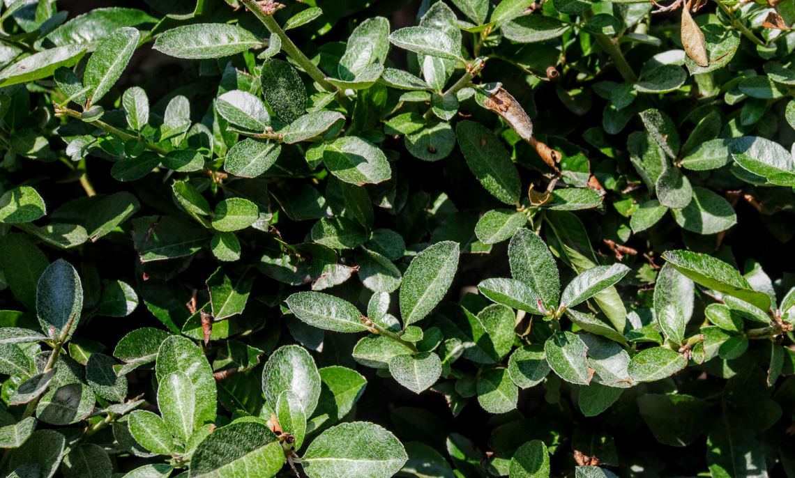 Firethorn Leaves