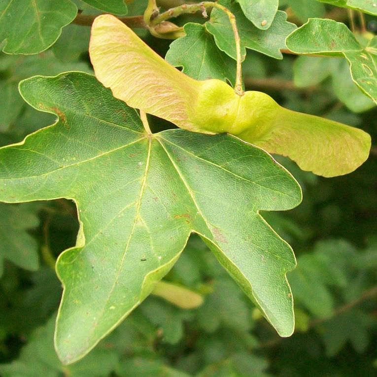 hedge maple seed and leaf