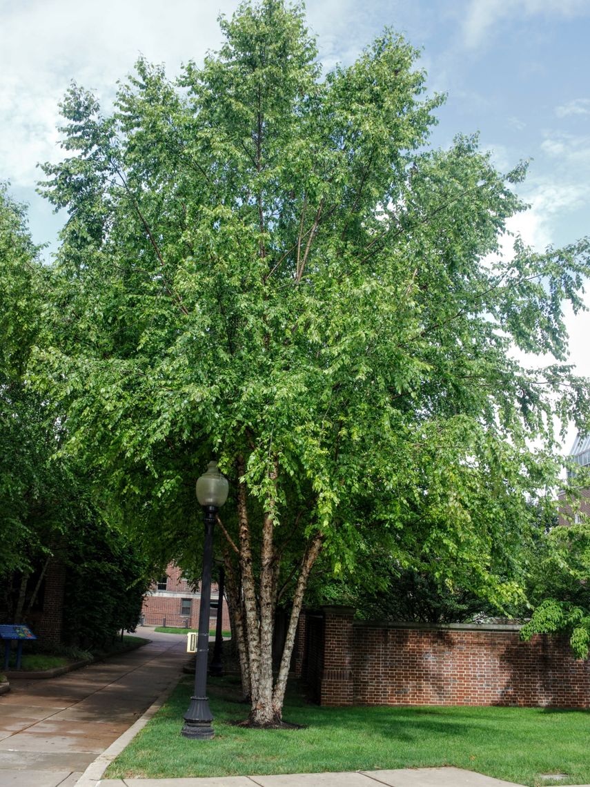 River Birch Tree