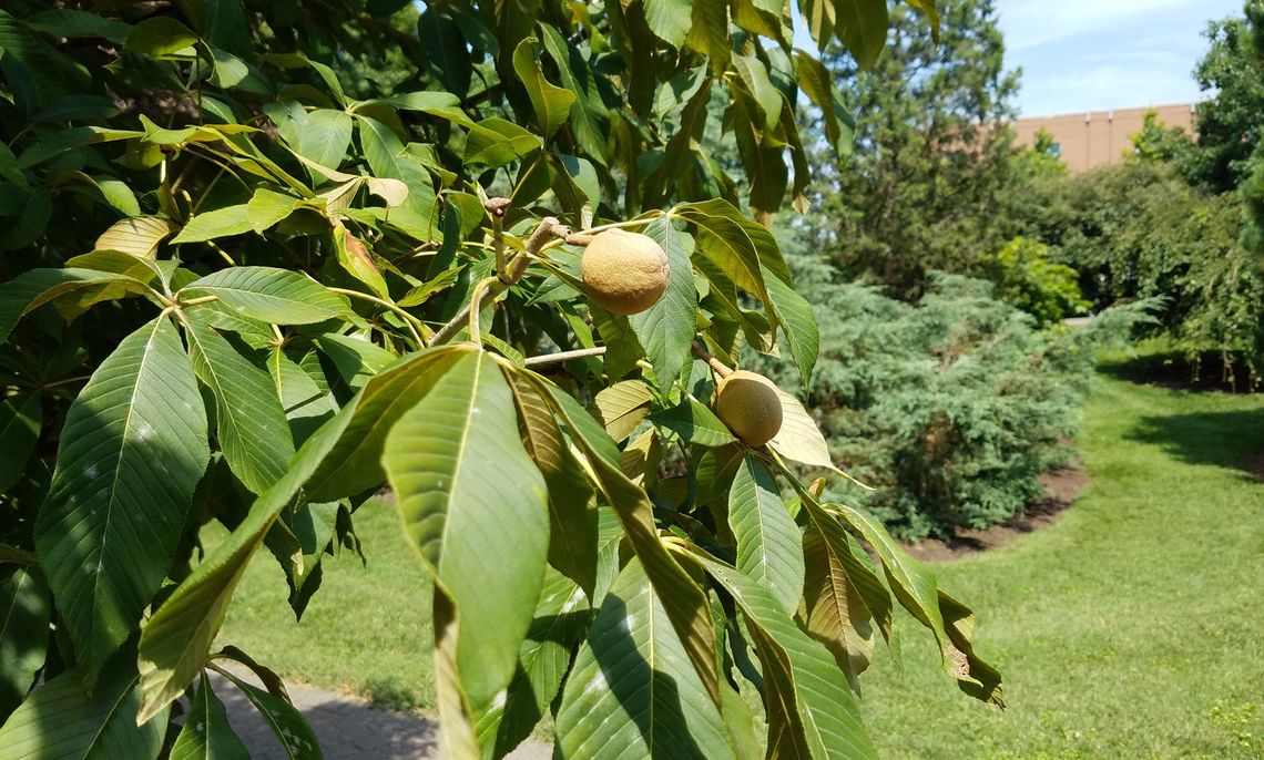 Red Buckeye Fruit