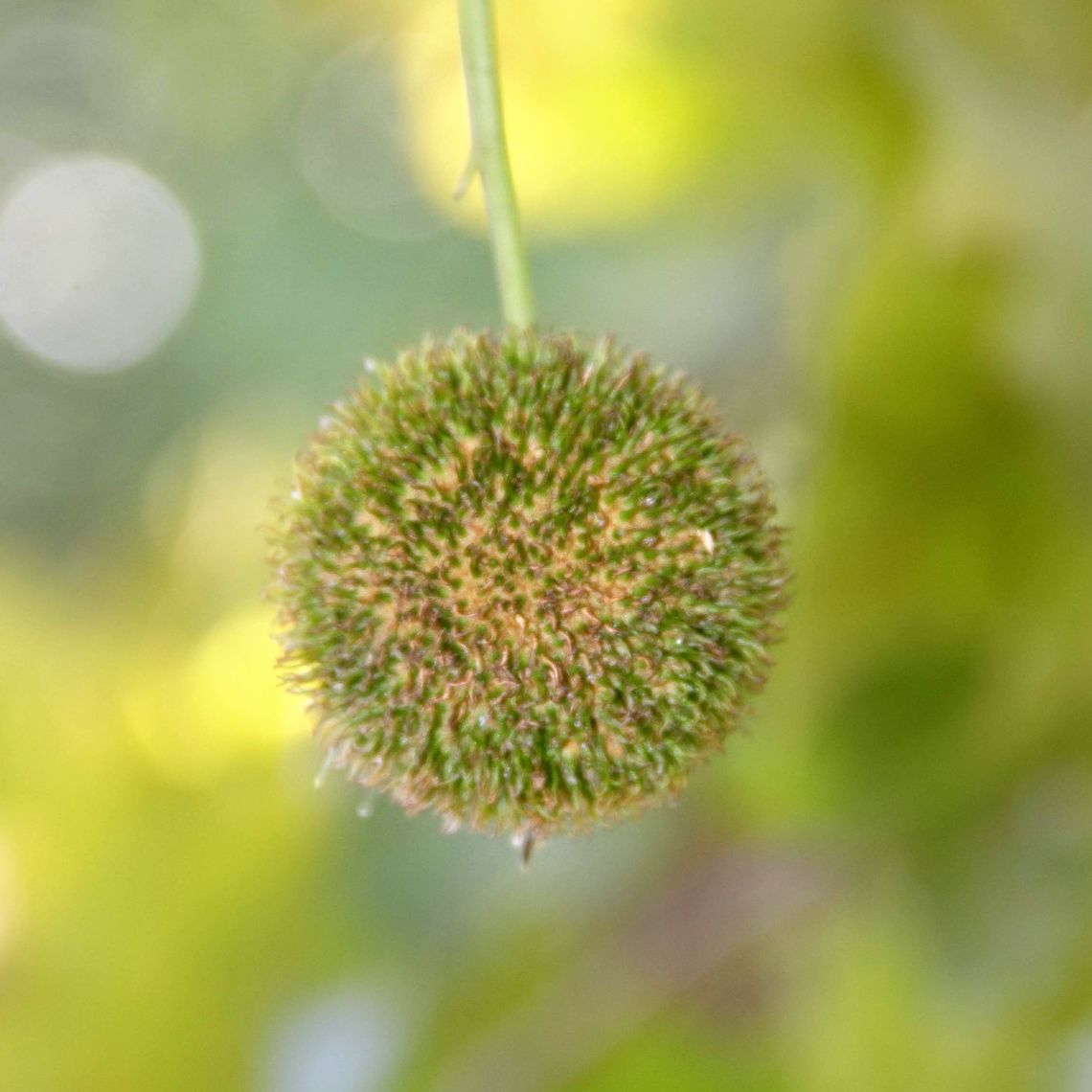 London Plane Tree seed