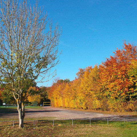 hedge maple tree