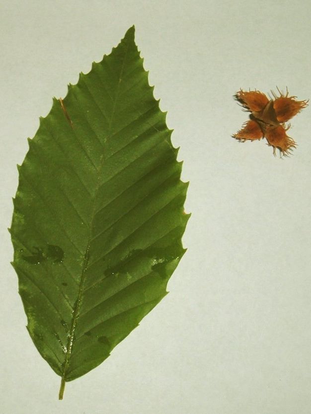 American Beech Leaf and Fruit