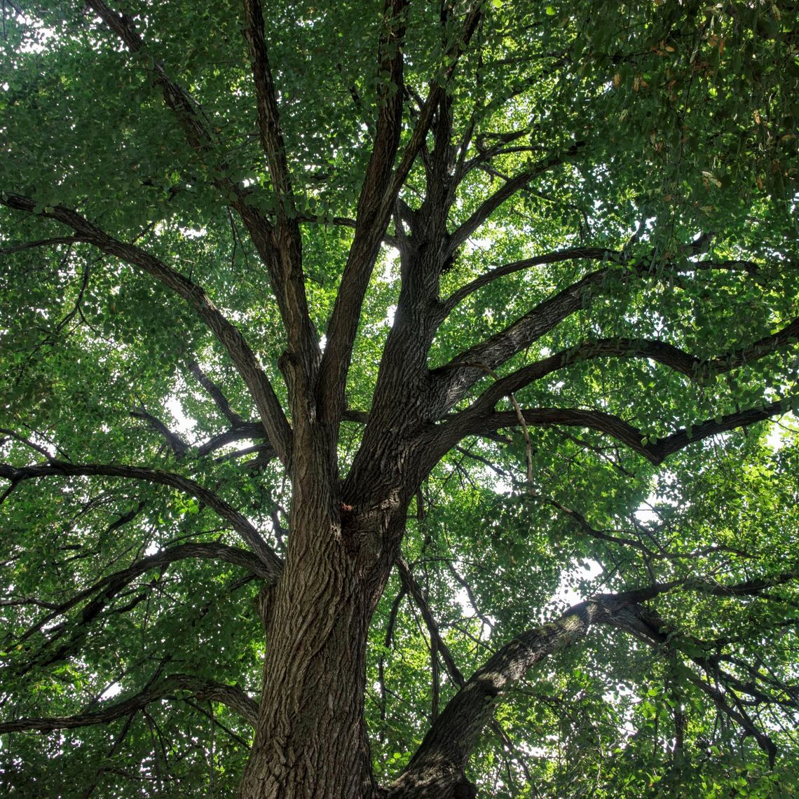 Little Leaf Tilia