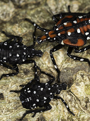 Spotted Lanternfly 3rd and 4th Instar, Photo from the USDA