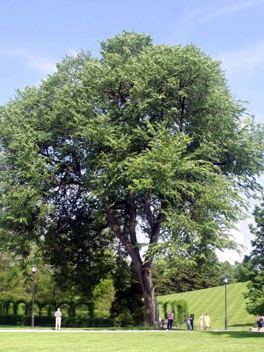 American Elm Mature Shape