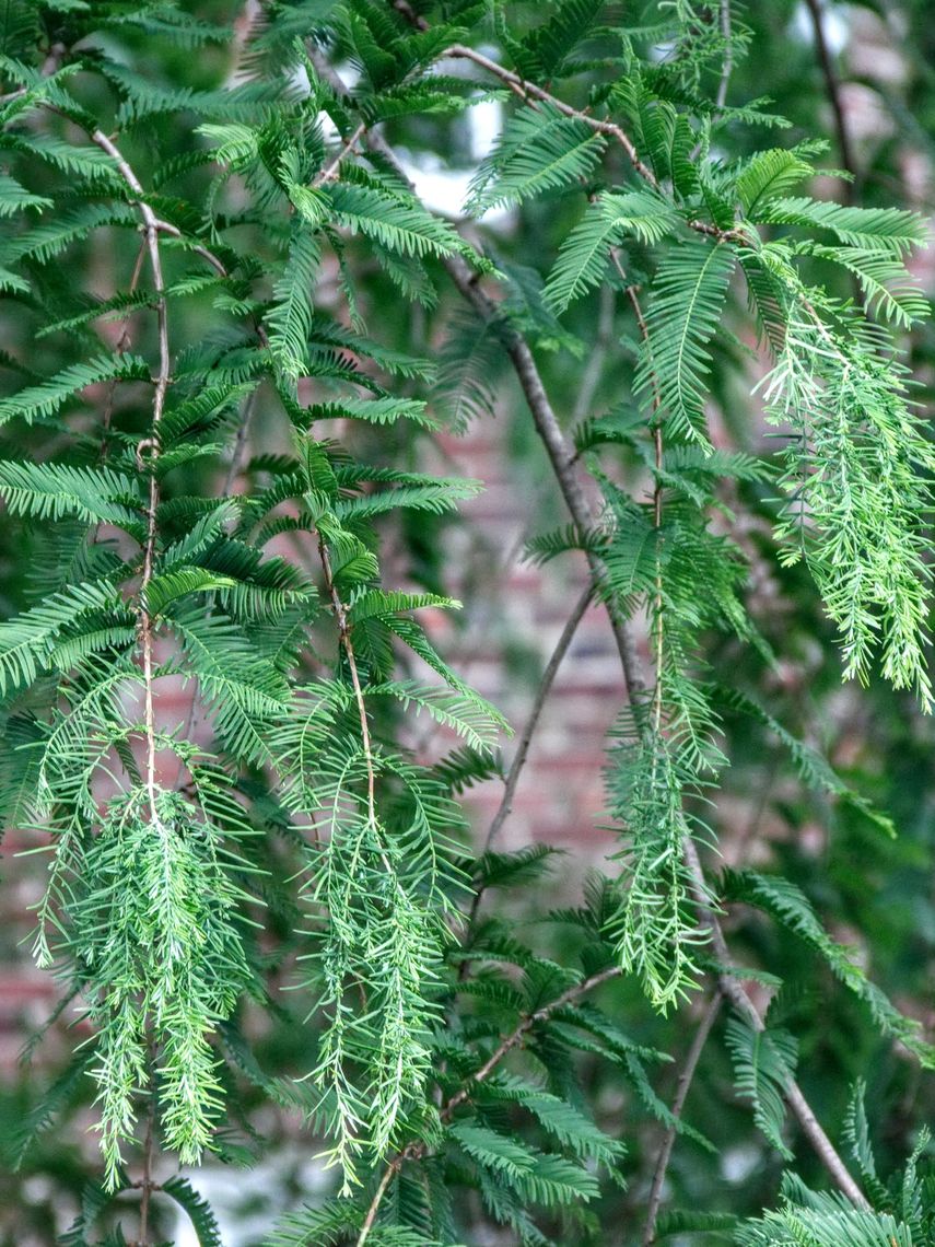 Dawn Redwood leaves