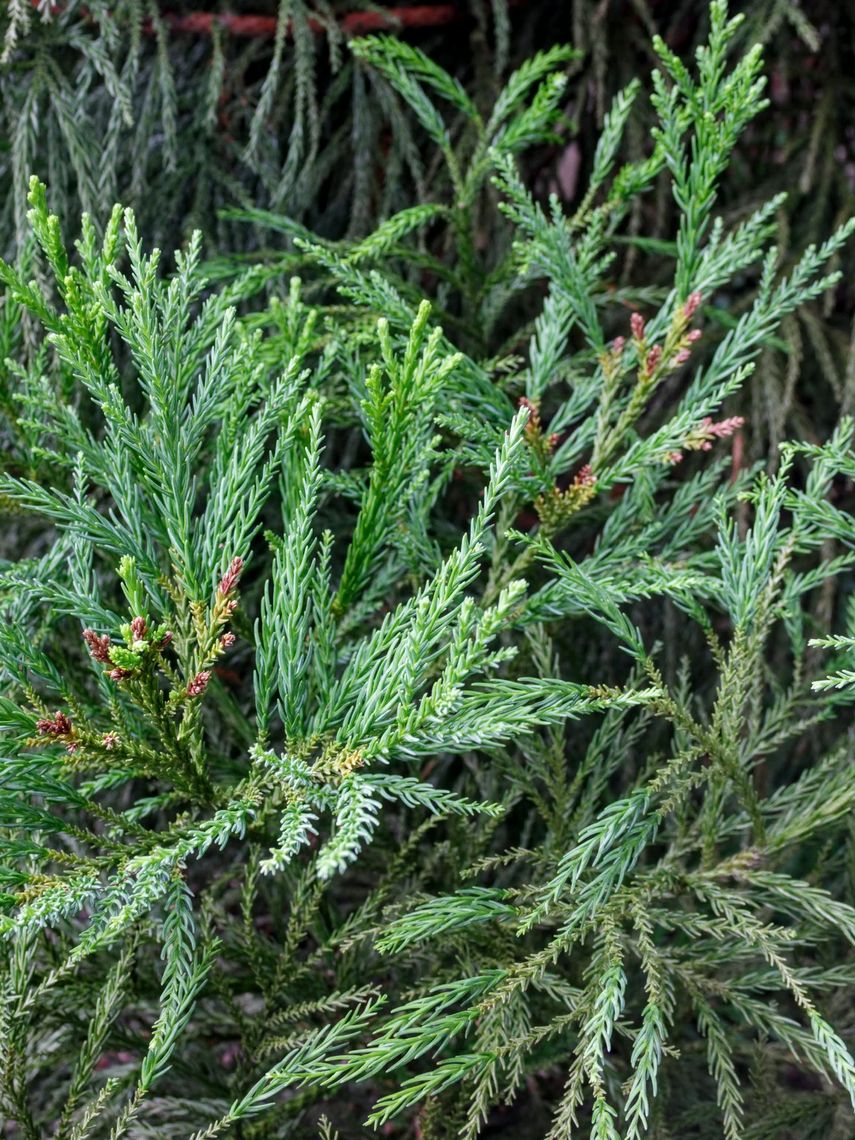 Japanese Cedar Tree Needles