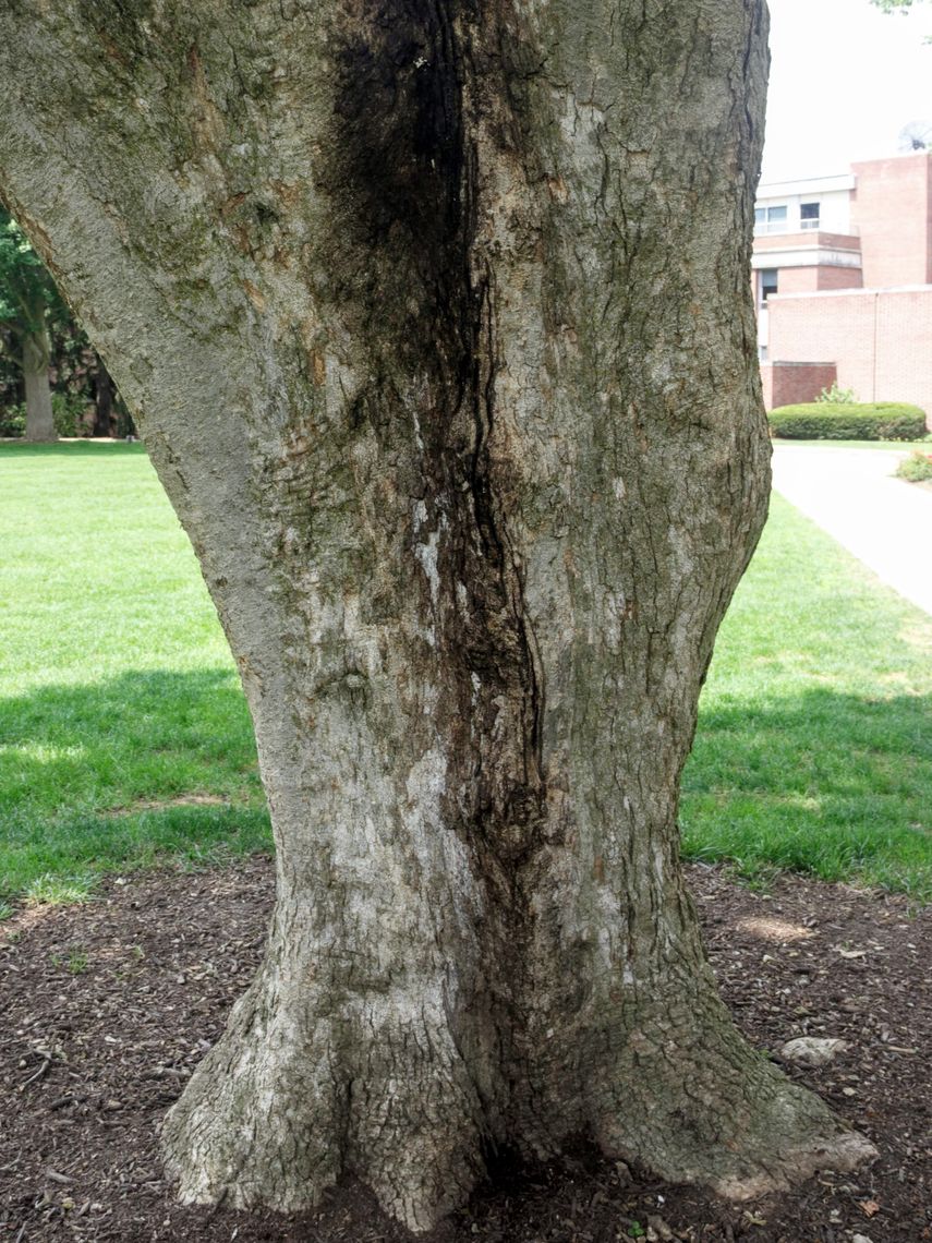 Saucer Magnolia Bark