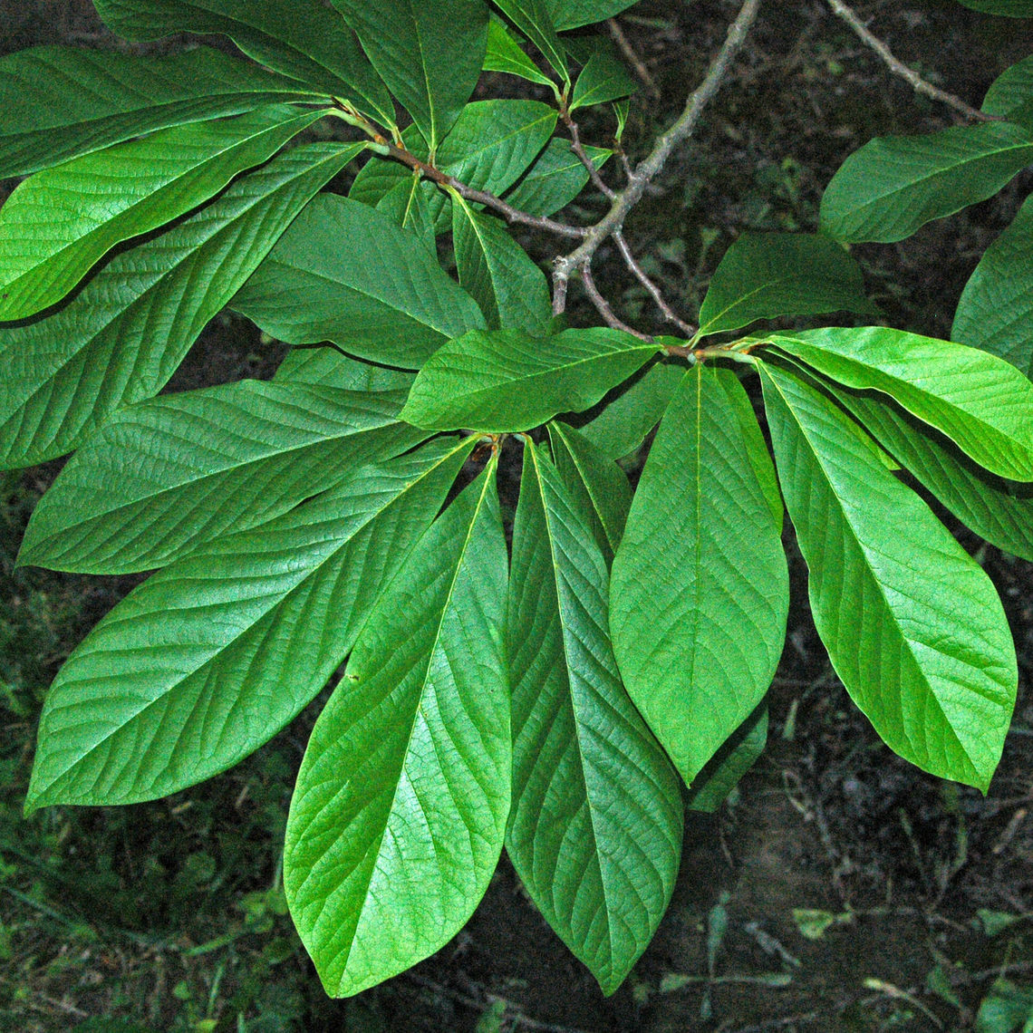 paw paw leaves