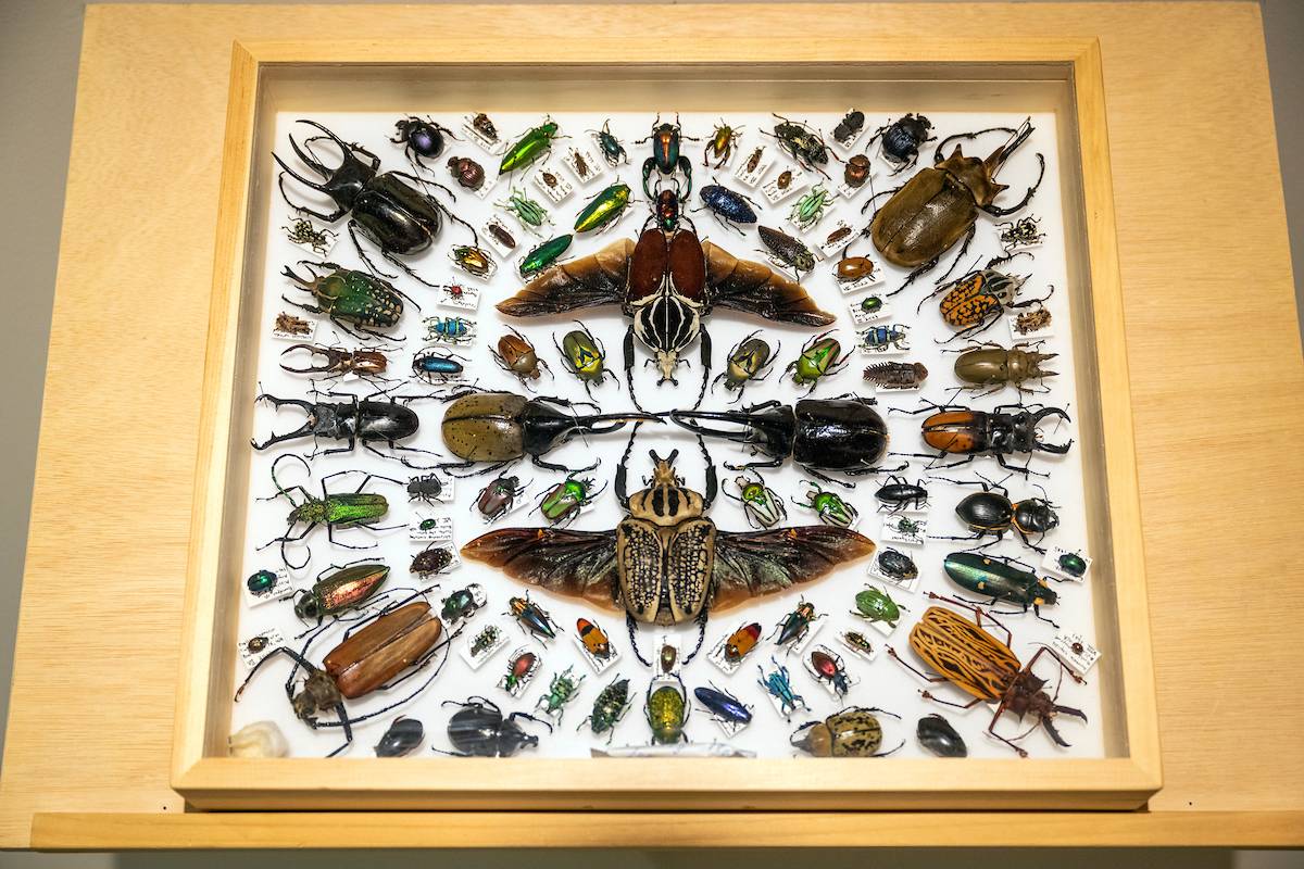 Josh Kulak beetle display Josh Kulak beetle display