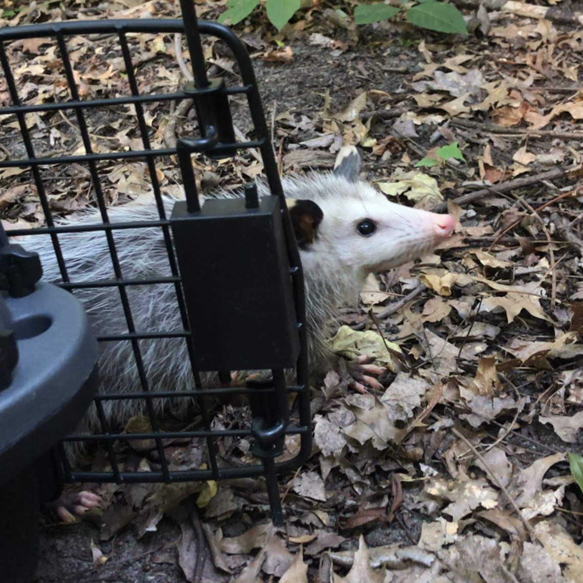 mary... "I recently was lucky enough to have the amazing opportunity to release some opossums to their new home," Adams said.