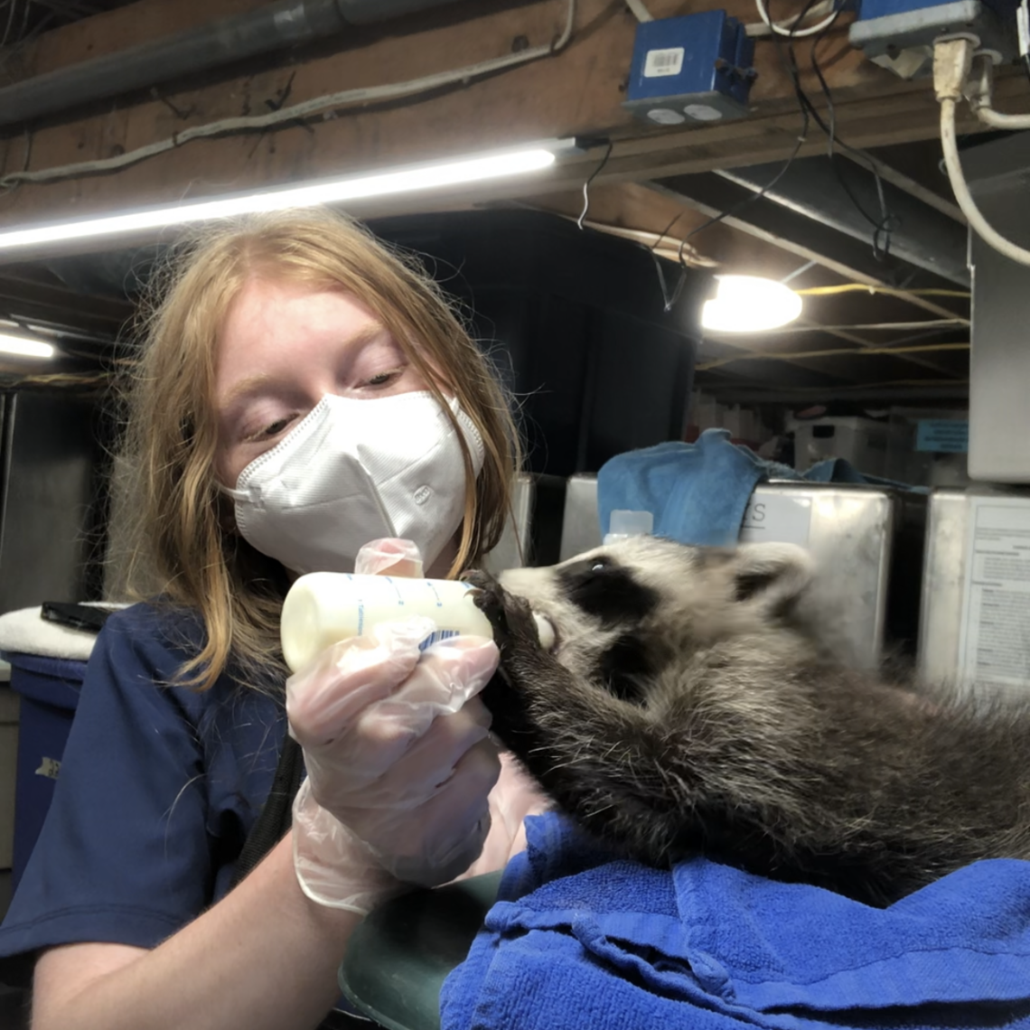 mary... "I've fallen in love with every single creature I've held â especially the baby raccoons," Adam said. "It makes me so happy to see them thriving and returning to their natural habitats.