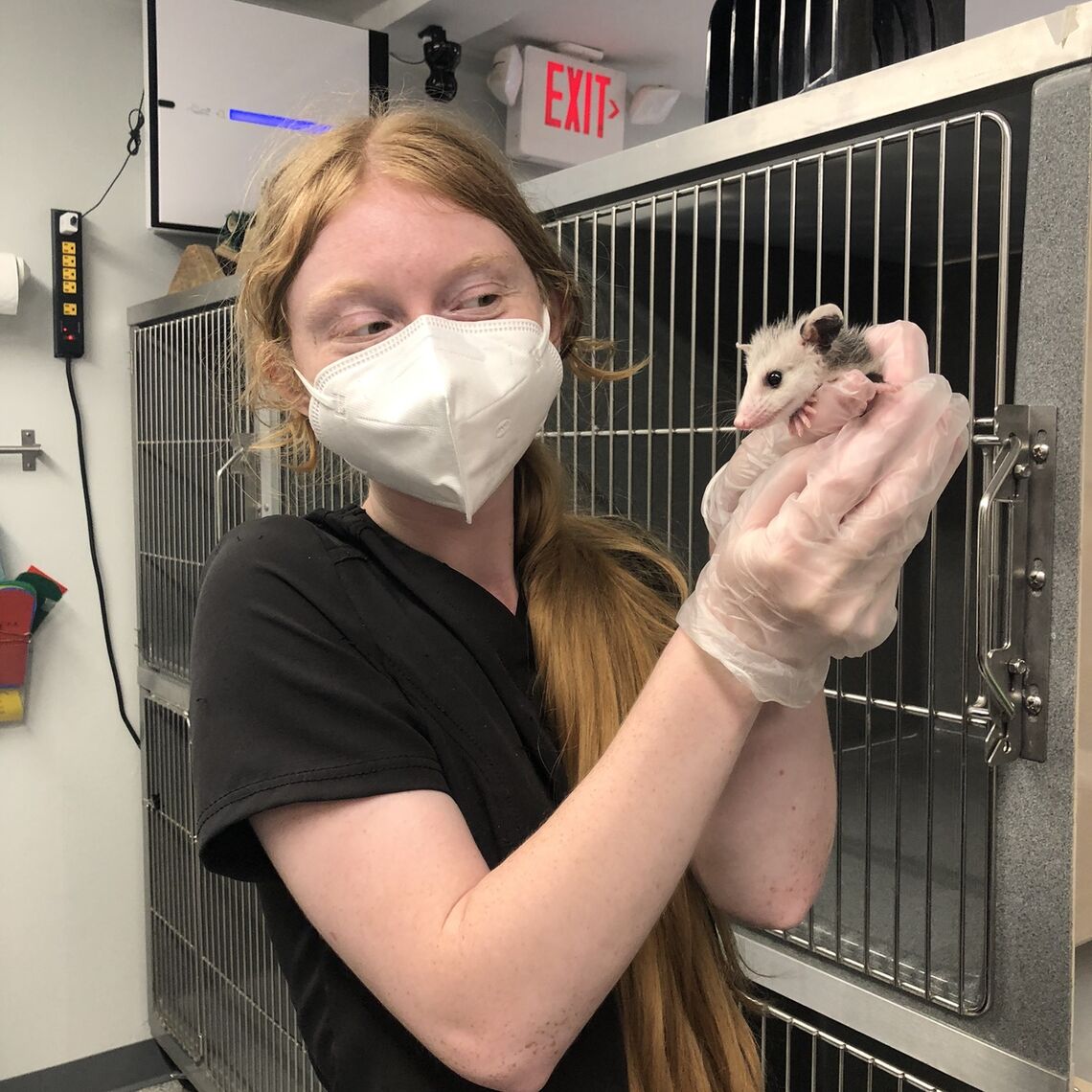 mary... F&M biology major Mary Adams shows off some of the many animals she's working with during her internship with Woodford Cedar Run Wildlife Refuge Rehabilitation Hospital, including a baby opossum, skunk, and raccoons.